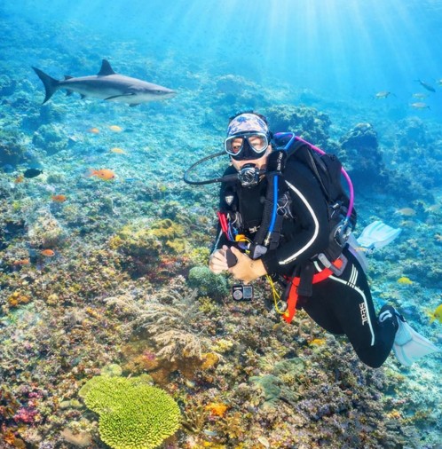 Dive with Sharks
