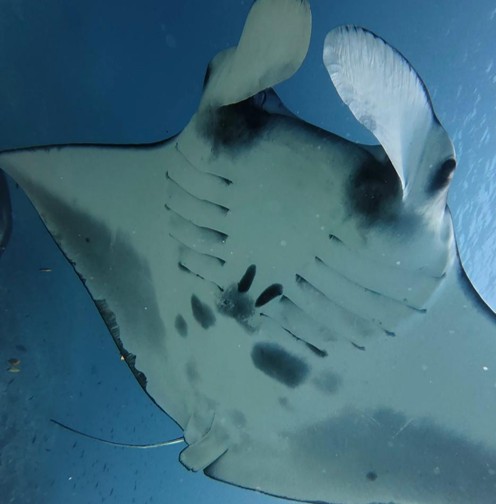 Dive with Mantas