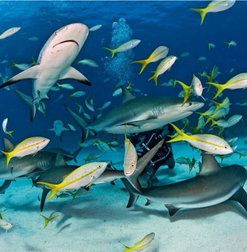 Scuba Diving